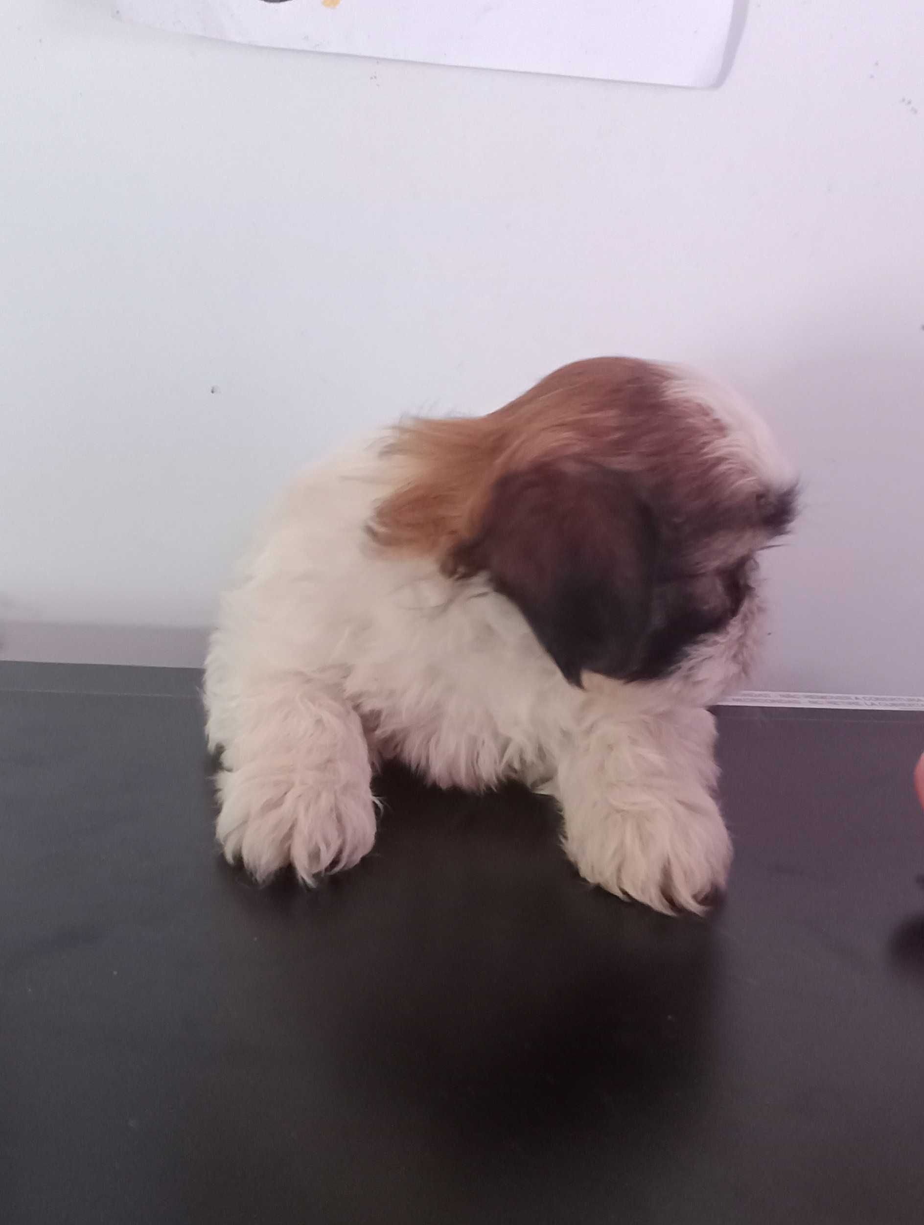 Shih-tzu com LOP porte mini