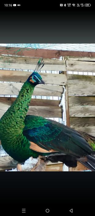 Pawie 2024 szmaragdowe