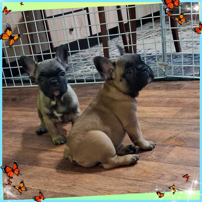 Найкращі  цуцики