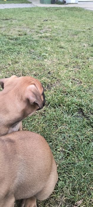 Suczka bokser szczenię