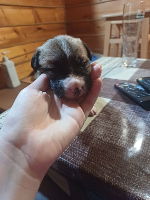 Щенята лабрадора і вівчарки в добрі руки