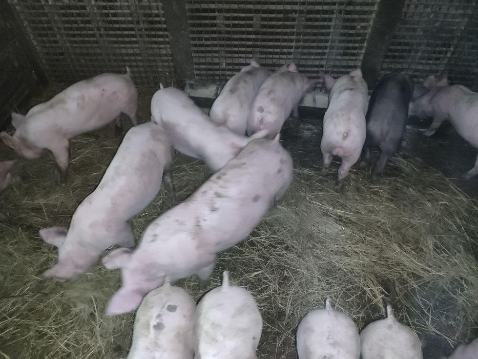 Продаж малих поросят