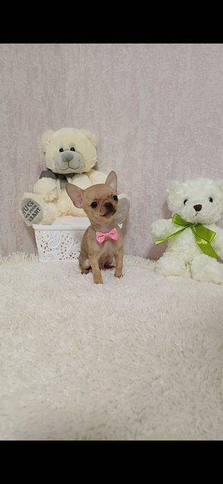 Супер міні хлопчик чихуахуа