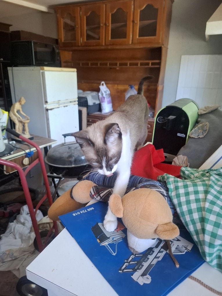 Gata para dar não  ta capado mas e meiquinha