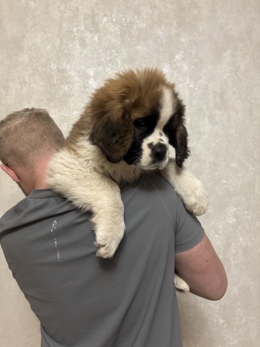 Продаються Цуценята сенбернара