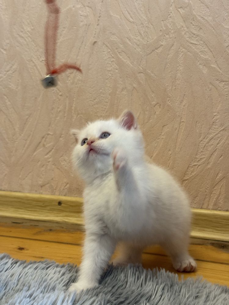 Продається шотладський хлопчик