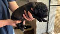 Cachorro macho Cao Serra da Estrela