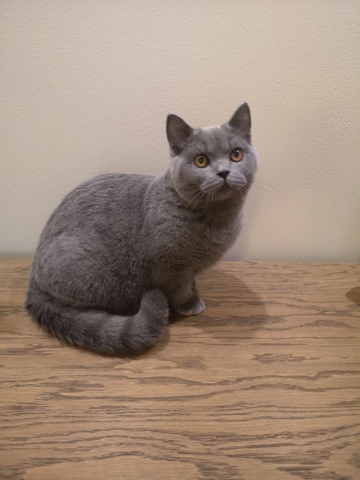 Kocurek brytyjski Umi Felis Polonia rodowód, kotka