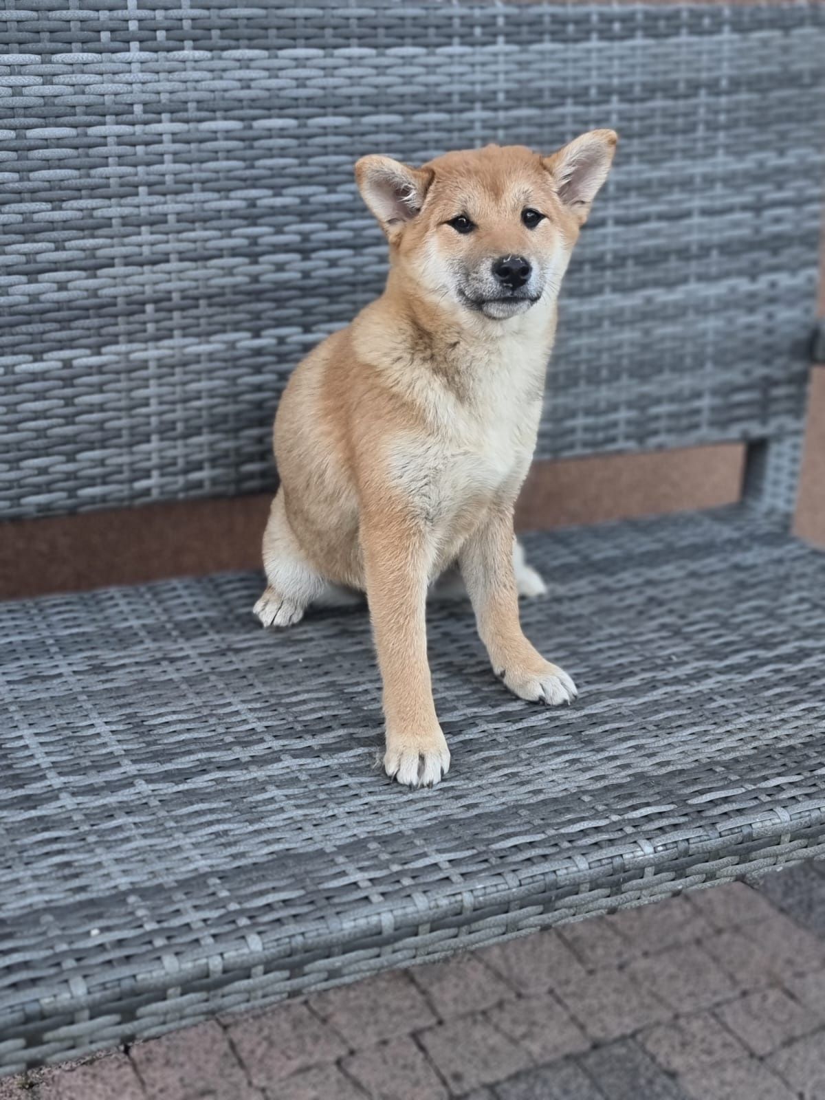 SHIBA INU szczeniak dziewczynka suczka czerwona Kuma pieski