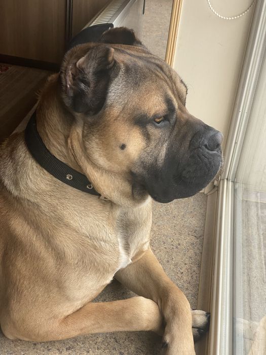 КанеКорсо вʼязка,чистокровного хлопчика