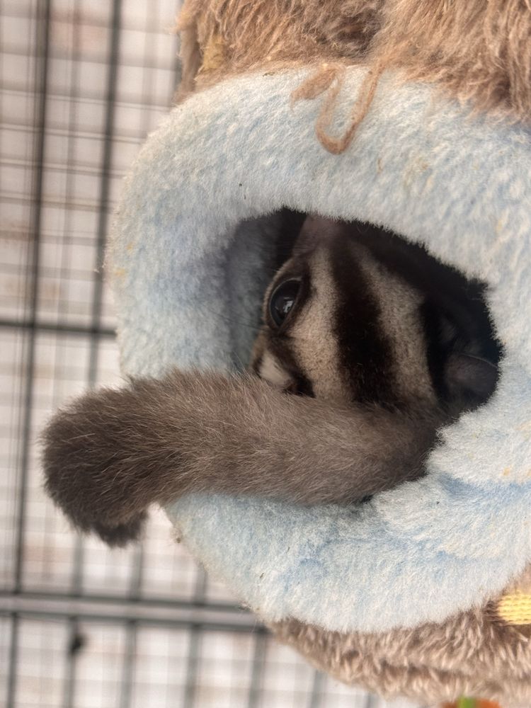 Vendo gaiola petauros do açucar