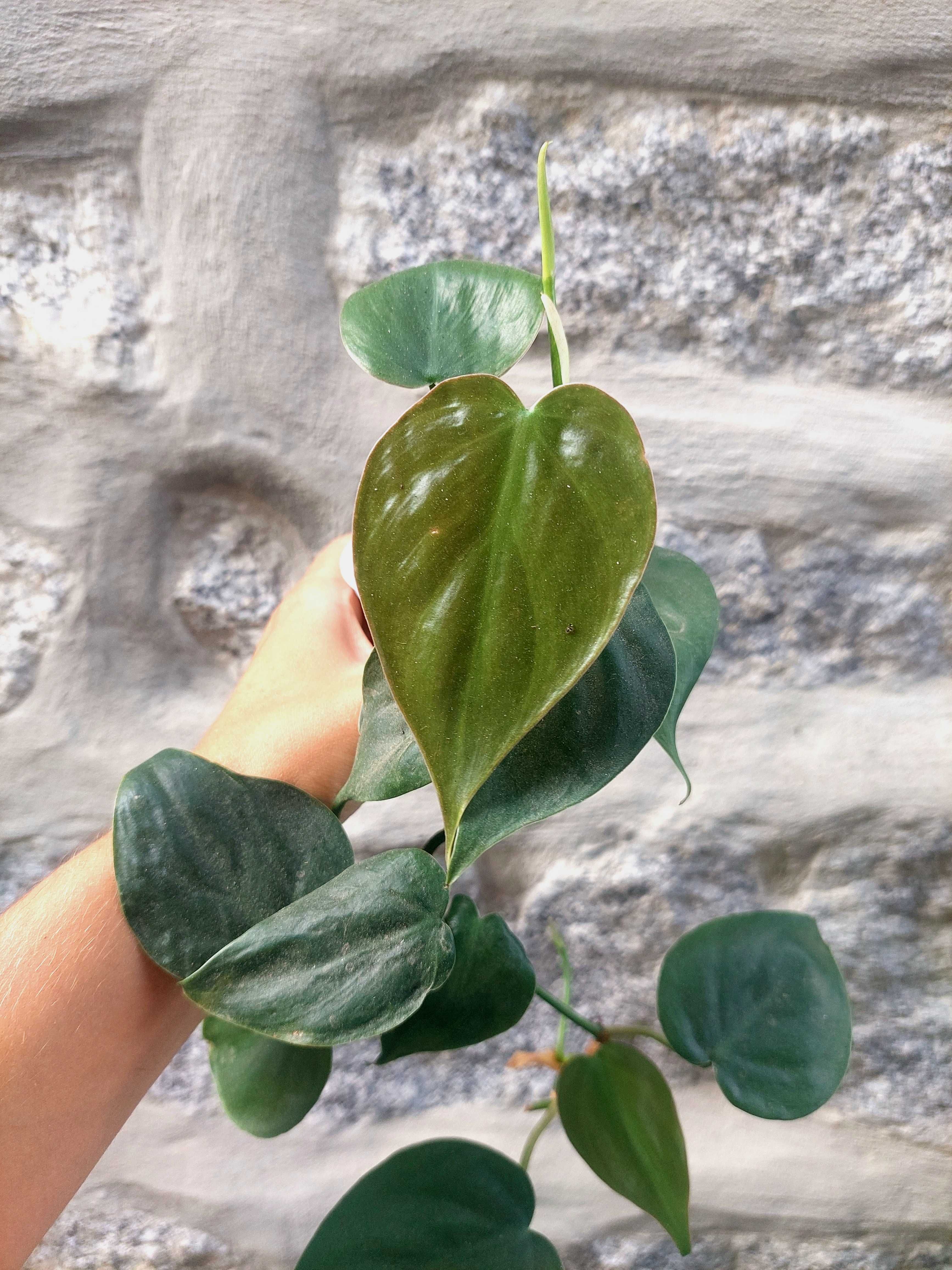 Planta Philodendron ornatum