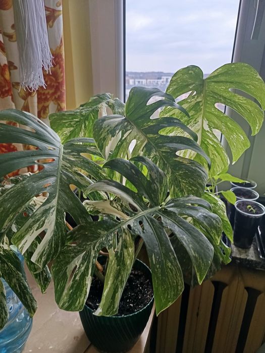 Monstera Variegata