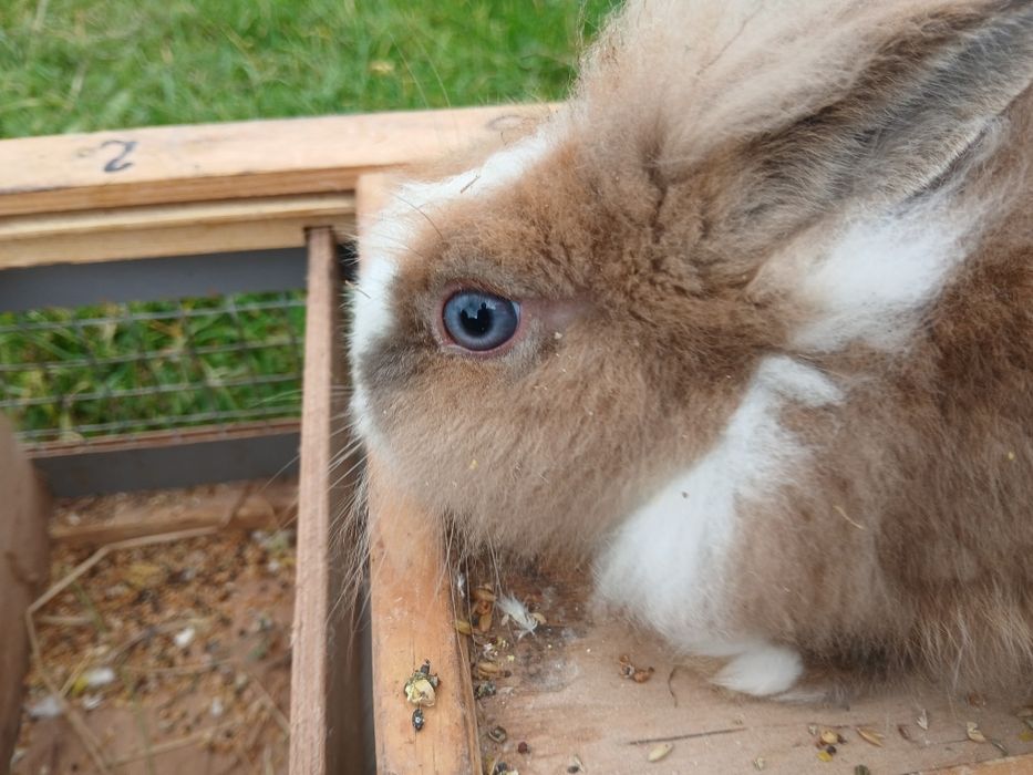 Sprzedam kroliki miniaturki