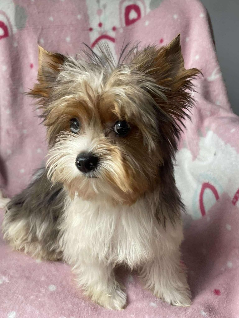 Blueberry yorkshire terrier suczka biewer  niebieskie oko