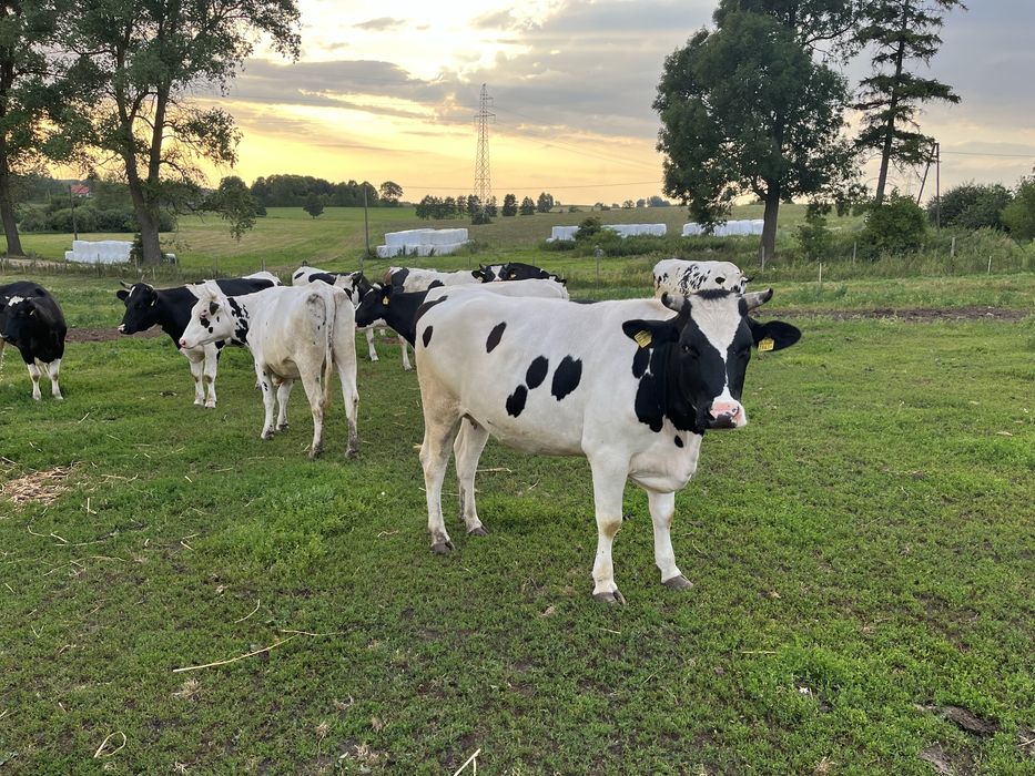 Jałowki wysokocielne