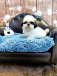 Shih tzu piękny piesek tricolor