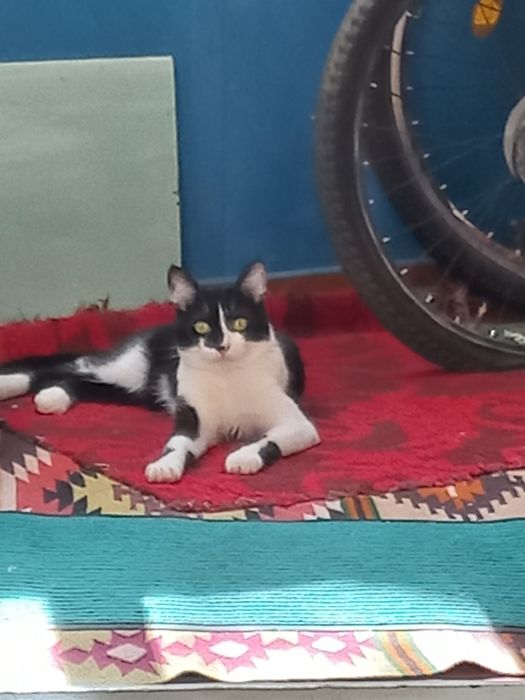 Загубився КІТ!!!