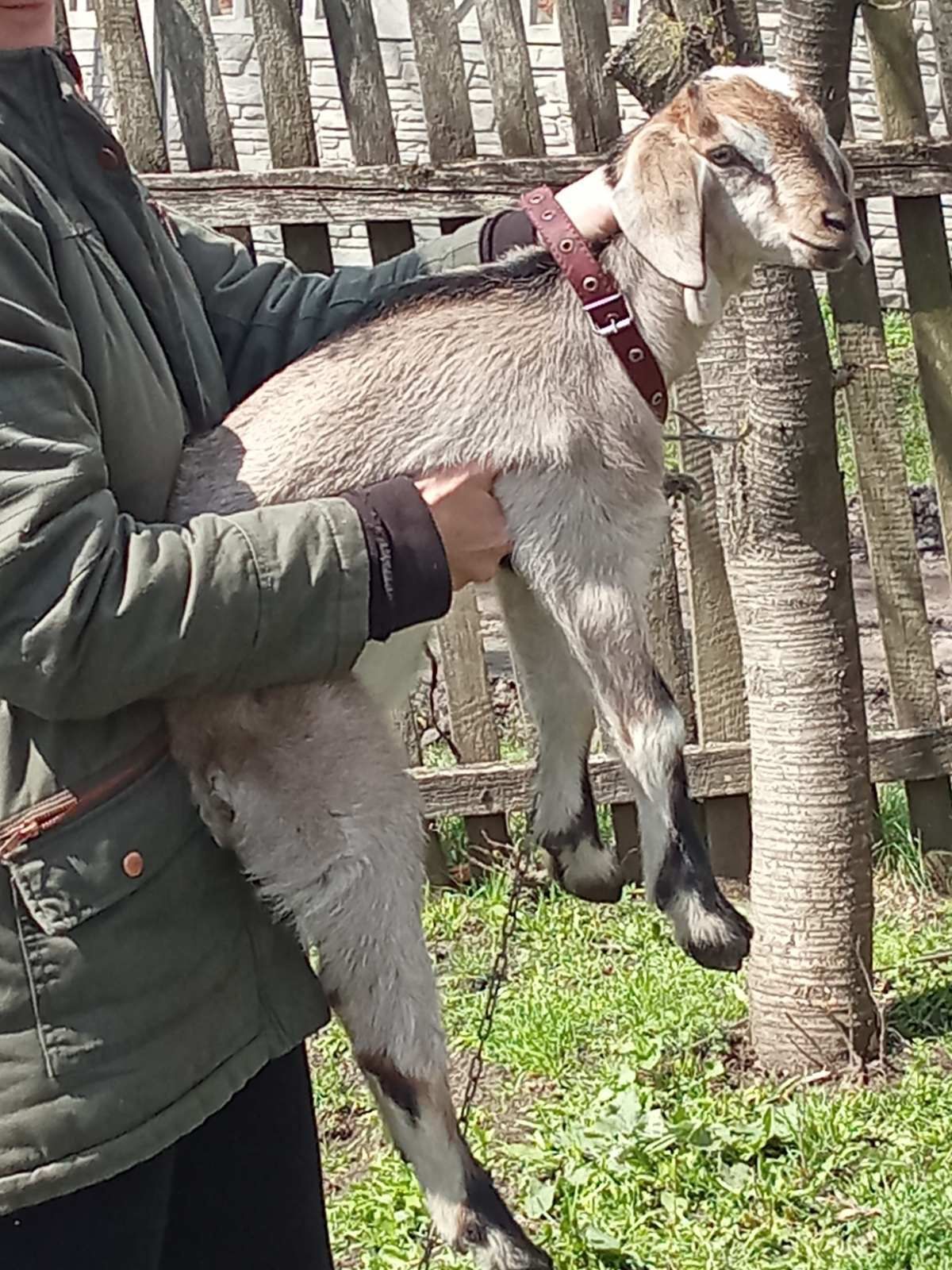 Продам процентного АН козленка