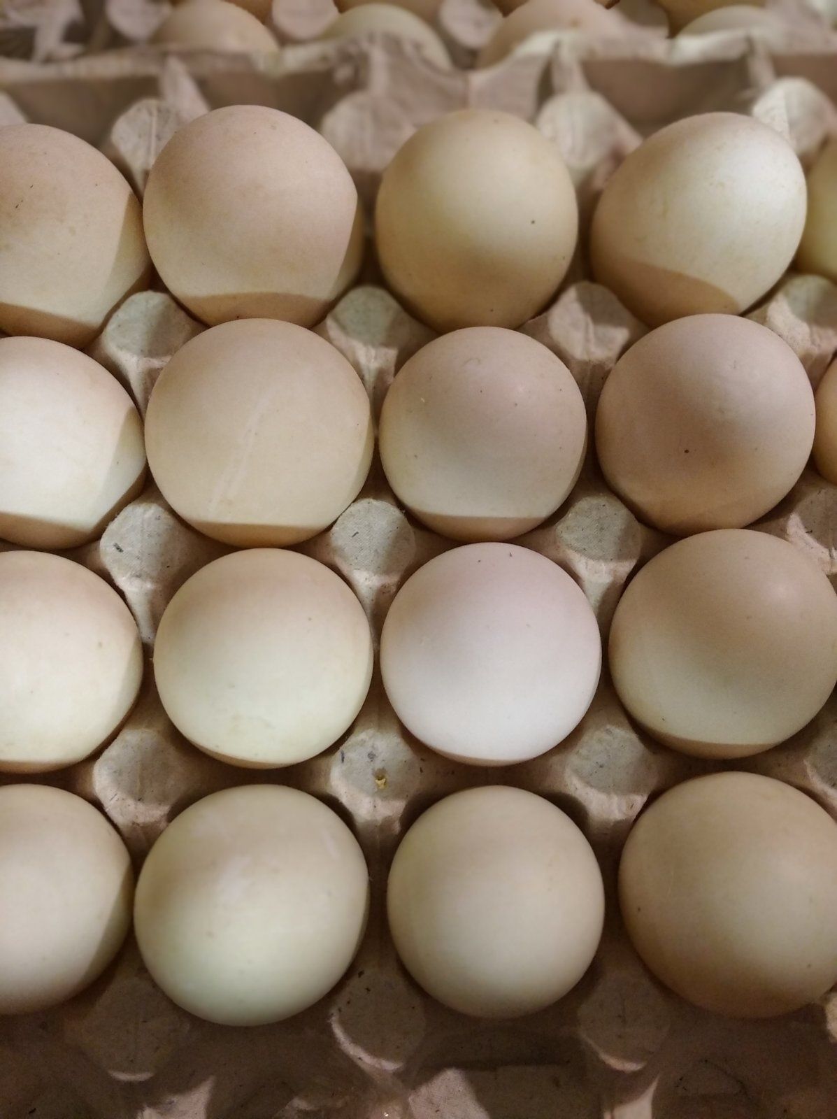 Інкубаційний яйце бройлерної пекінської качки Черрі-Веллі