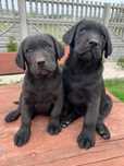 Labrador retriever szczeniak suczka Kielce polecam tata Fci