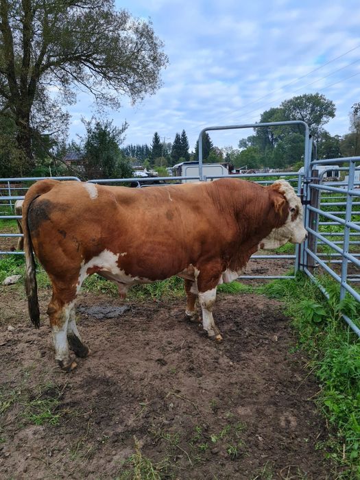 Angus czerwony, simental mięsny