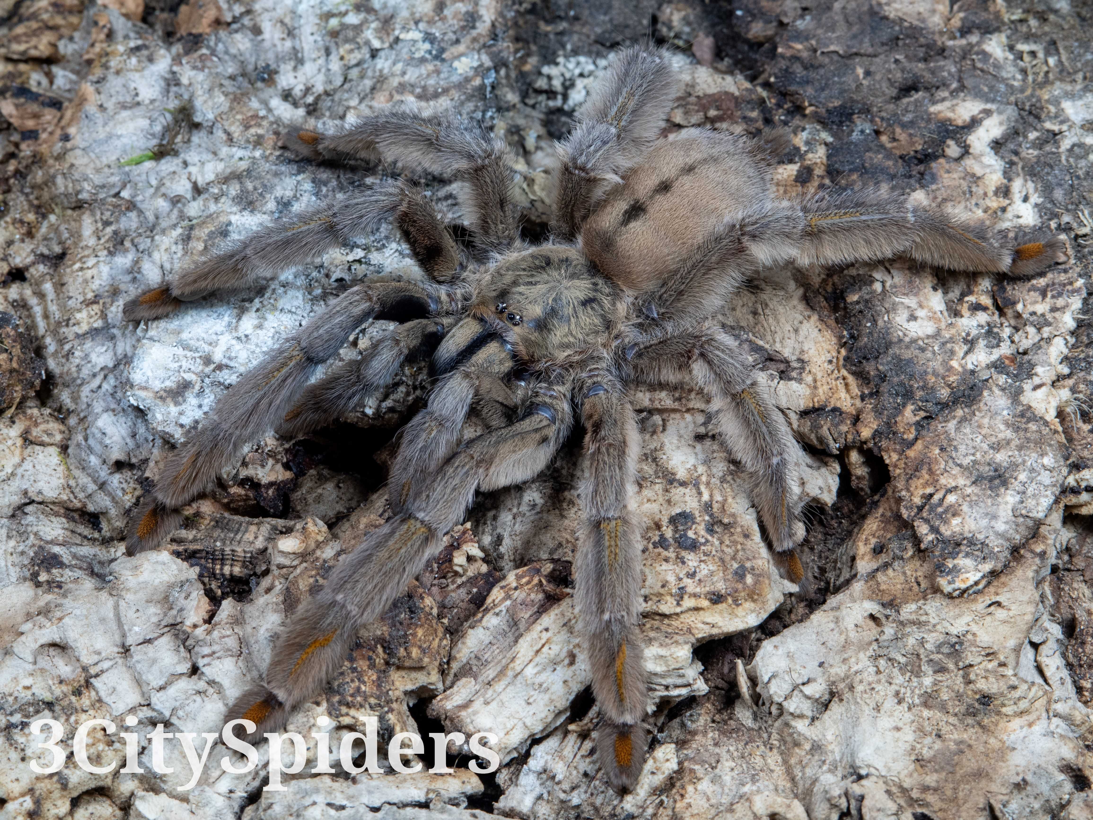 Psalmopoeus cambridgei L1/2 (3CitySpiders)