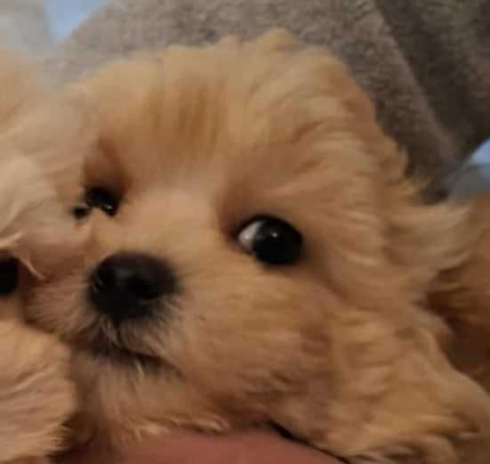 Matipoo Piesek rodzice z badaniami