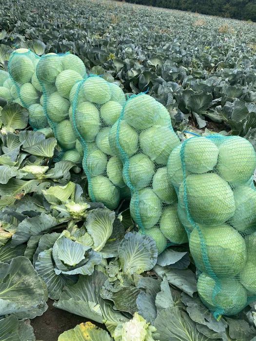 Продам капусту з поля опт