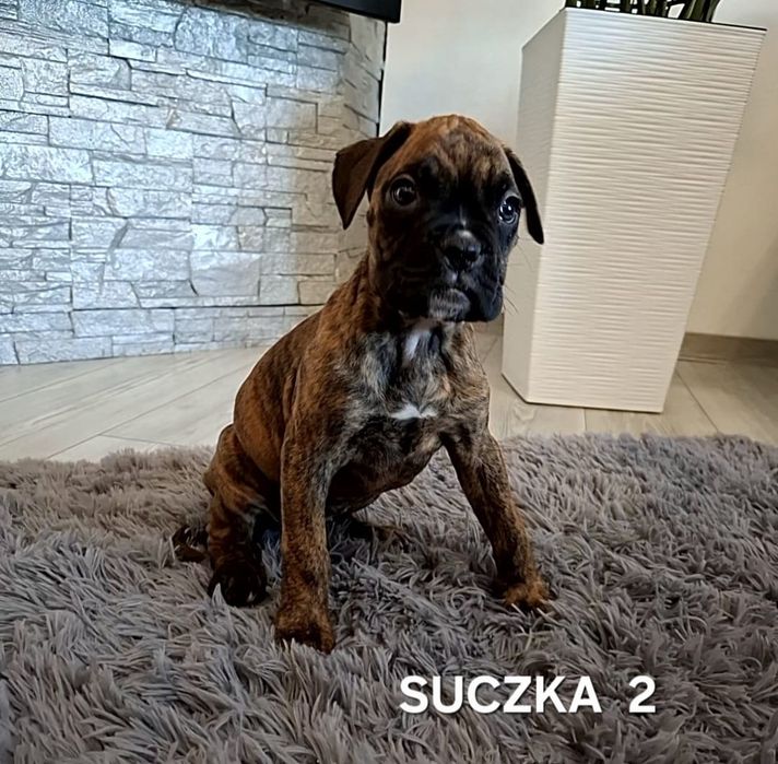 Szczeniak Bokser-Suczka
