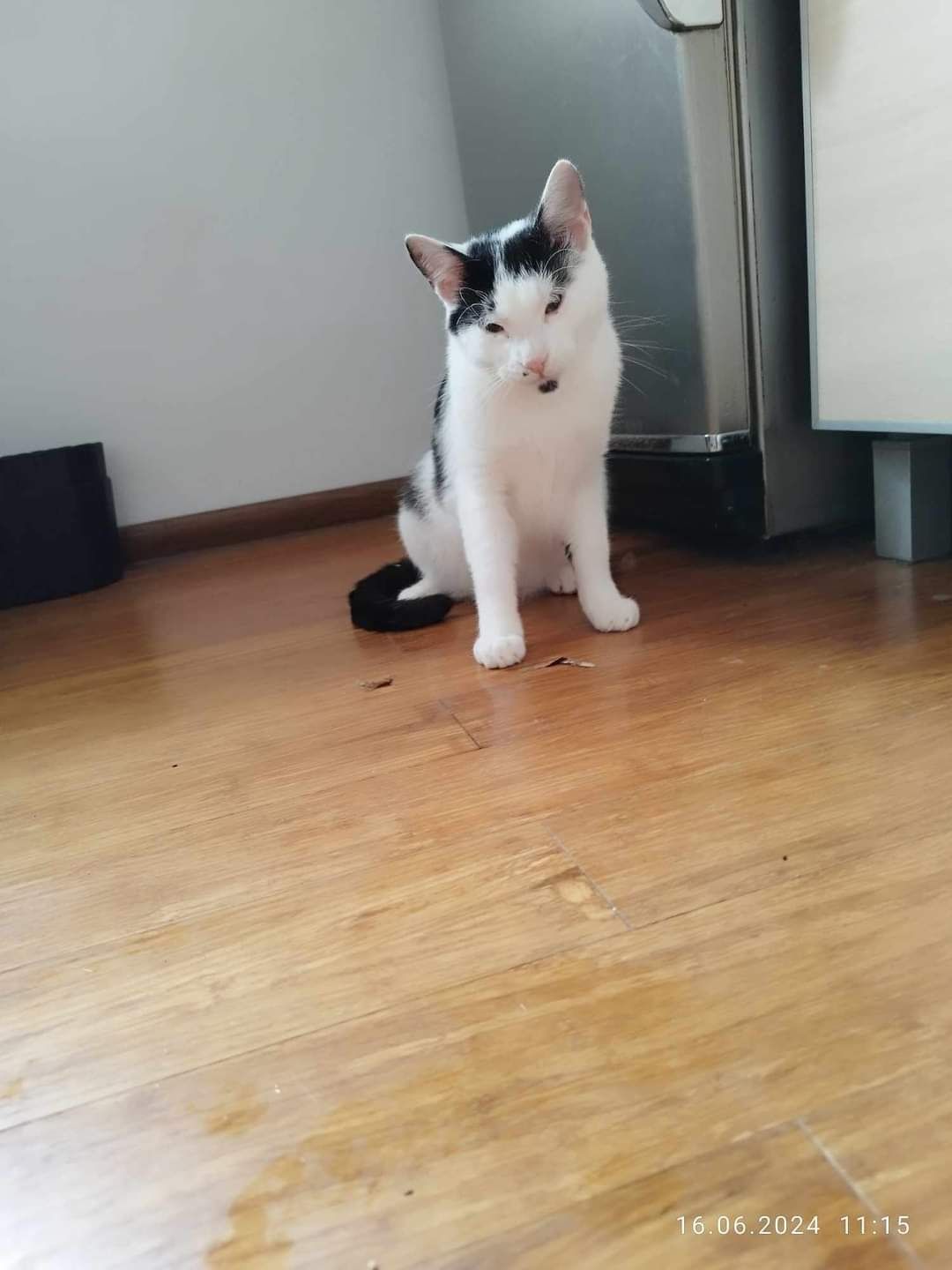 Młode koty kociaki do adopcji!