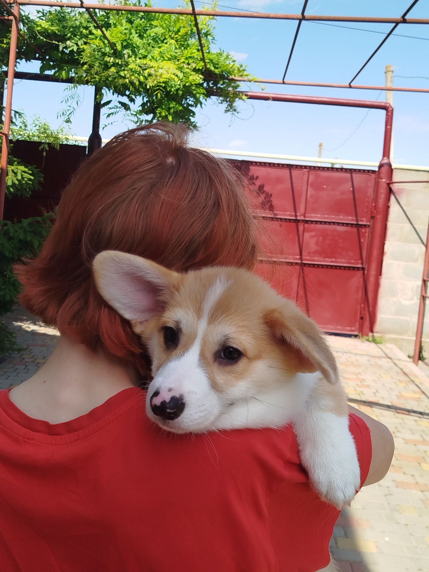 Цуценята Вельш-коргі пемброк