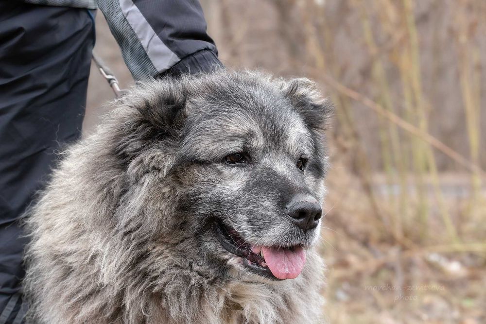 Арніка шукає родину