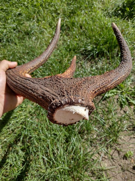 Poroże jelenia duże 76cm