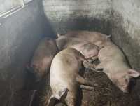 Продам свиньи живым весом 120+150кг