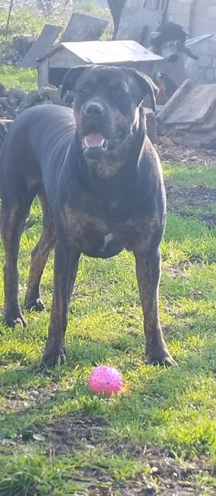 Малодой кабель,ищет свою невесту,заплатим вам