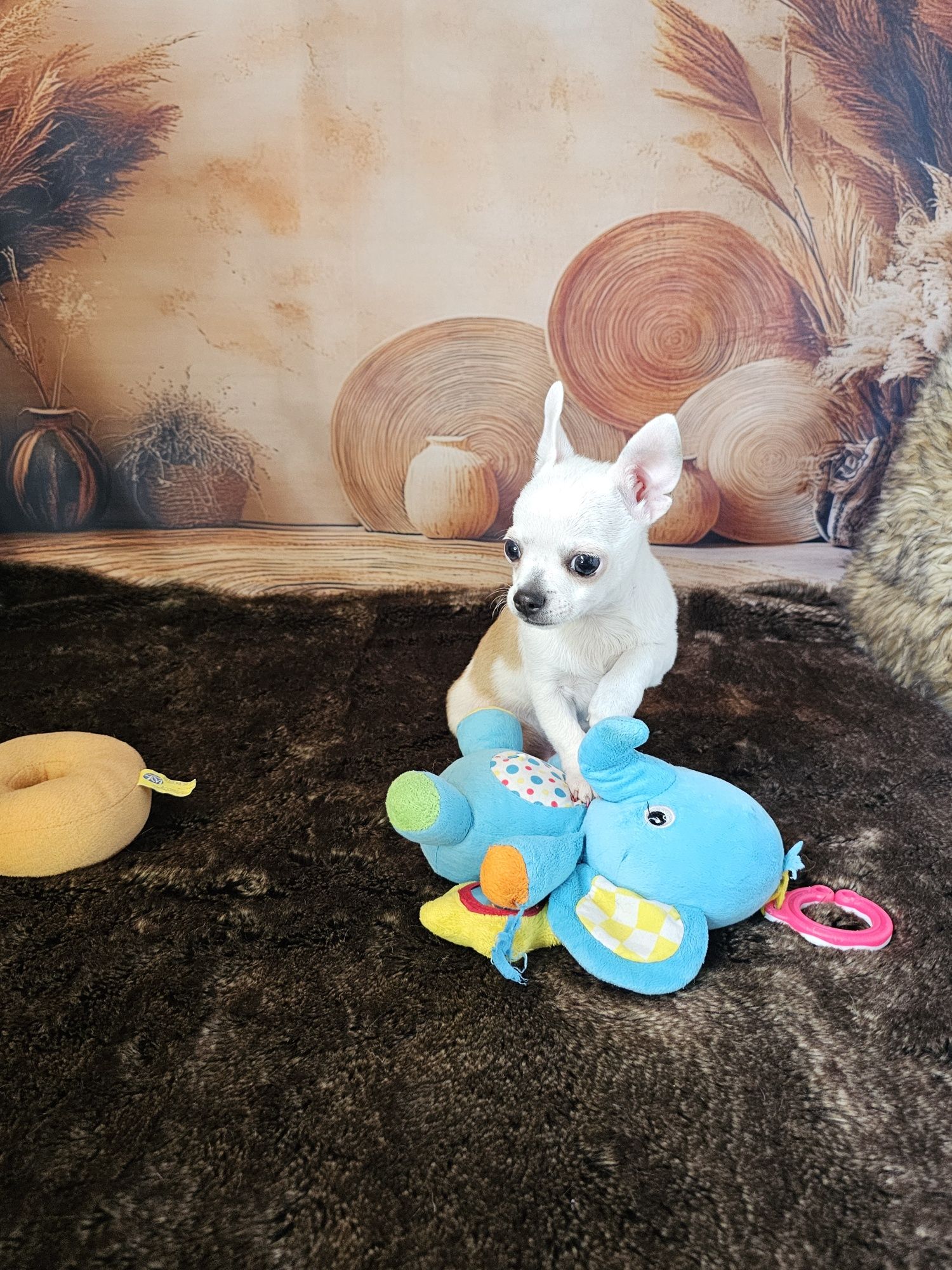 ***Piesek Xs chihuahua***