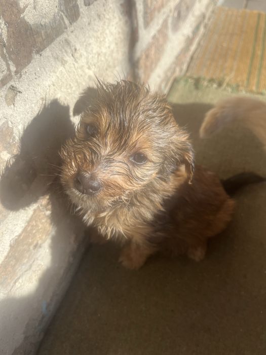 Маленькі друзі,в вашу родину.