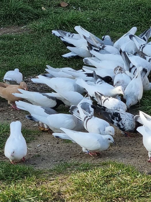 GOŁEBIE DO sprzedania