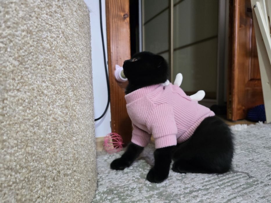 Кошеня шотландець висловушка короткошерстий хлопчик скотіш фолд