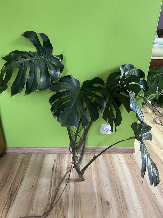 Monstera dziurawka