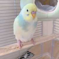 Молоді папужки рідкісних забарвлень, веселеові, жовті, фіолетові