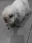 Królik mini lop.