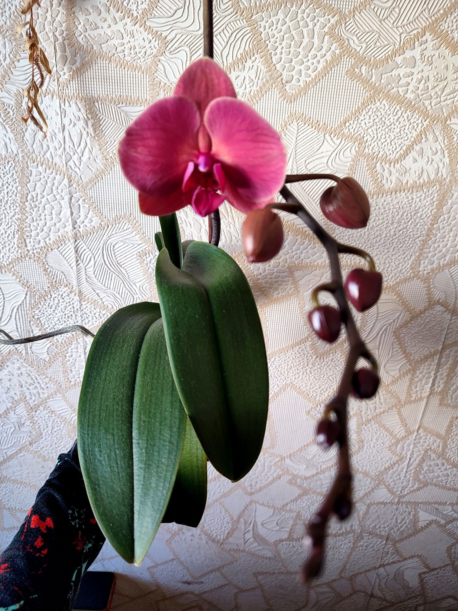 Орхідея Asian Coral