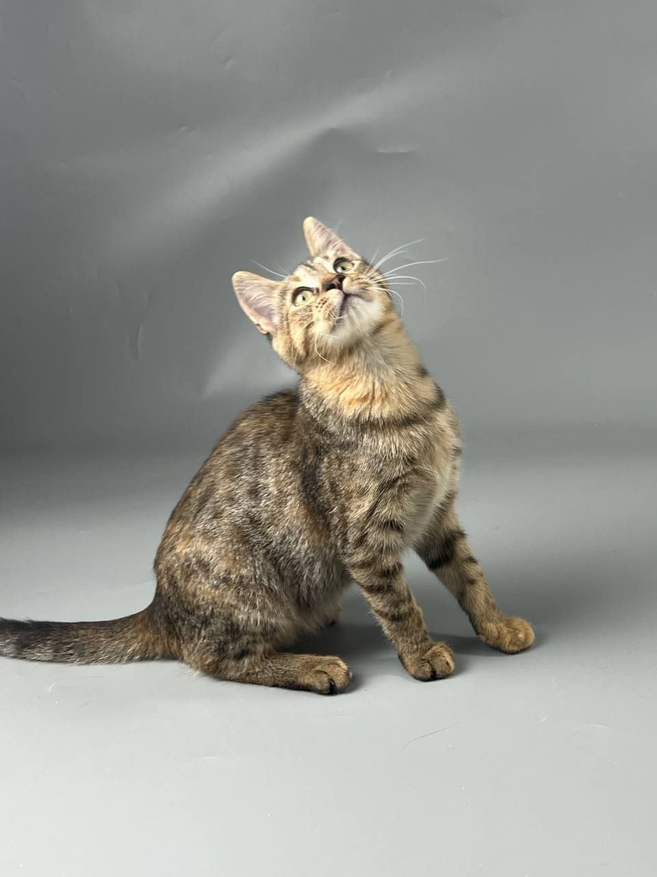 Котики ждут семьи