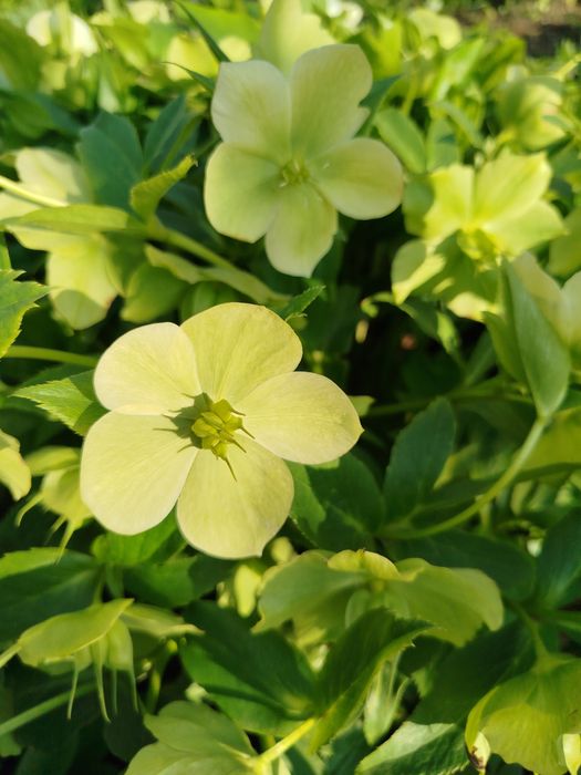 Хоста, лютики, гибискус, юкка, папоротник и др.