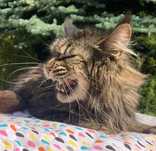 Maine Coon - kotka !