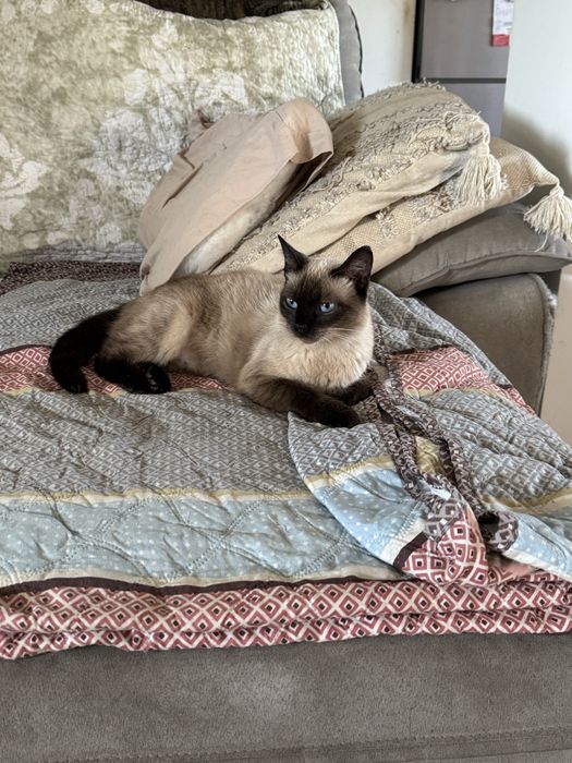 Gatinho para adoçao