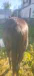 Vendo cavalo bem montado e meigo dá para qualquer tipo de jóquei