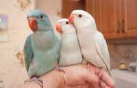 Супер говорящие попугаи ожереловые,синие,зеленые ,клетки